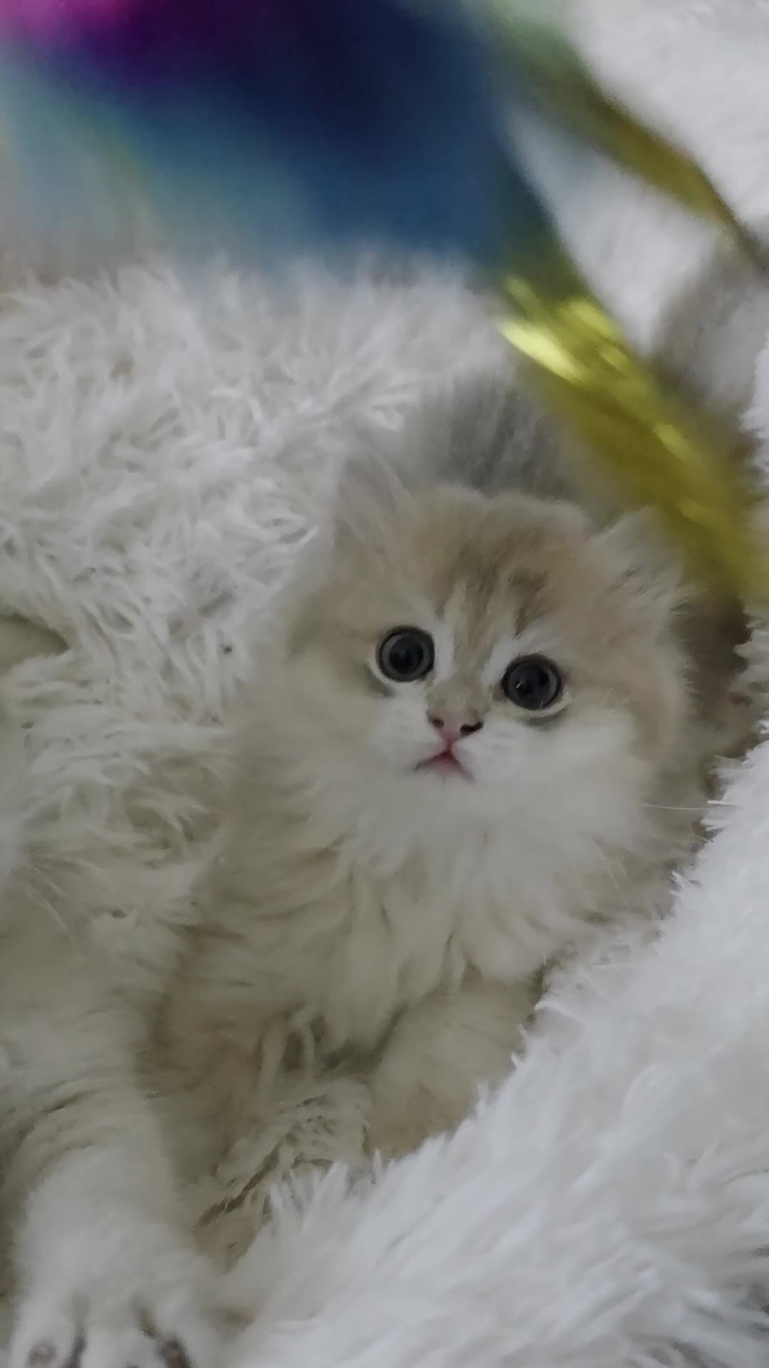 British Shorthair cats for sale: Last 2 kittens looking for forever home❤️ - Video 1