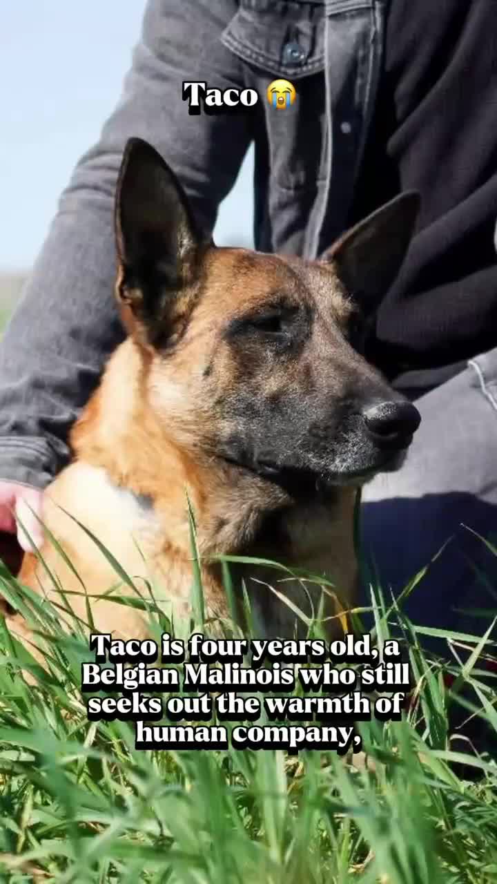 Belgian Shepherd Dog dogs for adoption: Taco is ready for adoption or a foster home - Video 1