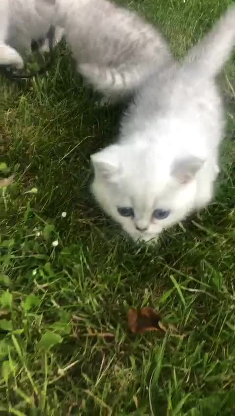 British Shorthair cats for sale: British Shorthair Silver Shaded NS11 in Leicester - Video 2