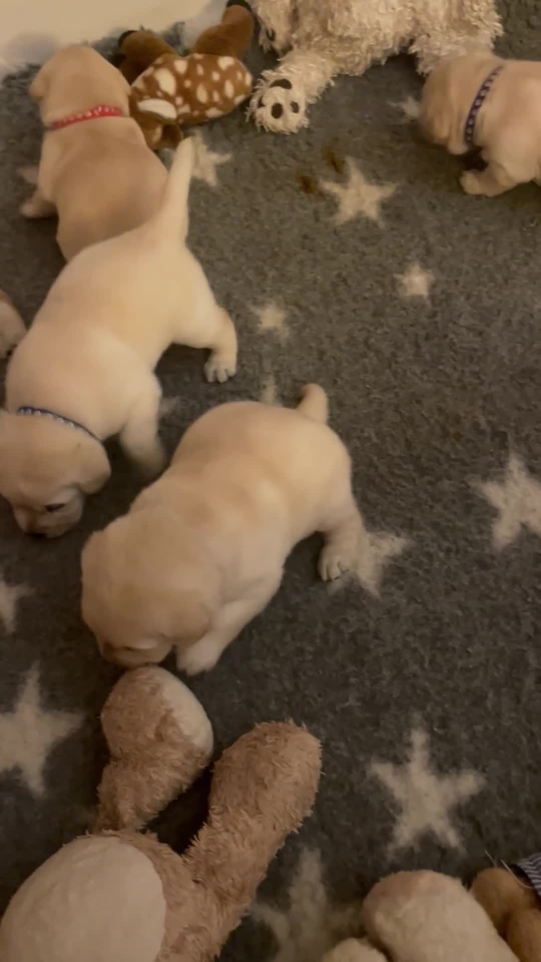 Labrador Retriever dogs for sale: Dad placed 3rd @ crufts 2026  KC ChampionLines Lab - Video 1