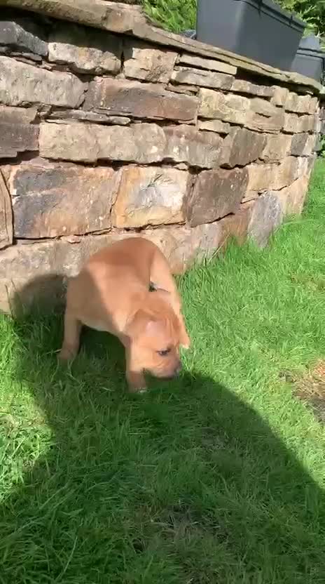 Staffordshire Bull Terrier dogs for sale: Stunning red staffie puppy - Video 1