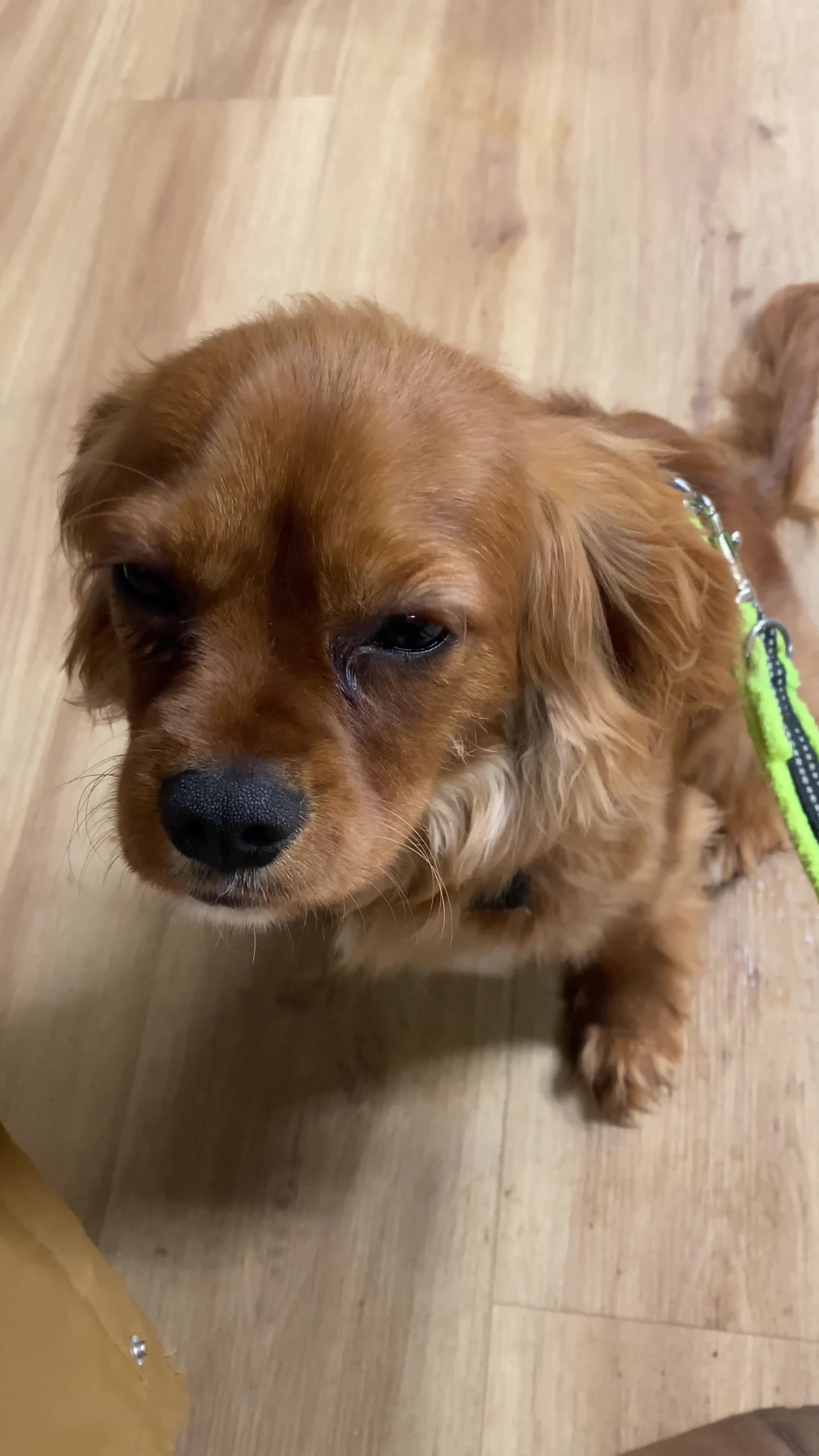 Cavalier King Charles Spaniel dogs for sale: 8 month old Cavalier King Charles Spaniel - Video 1