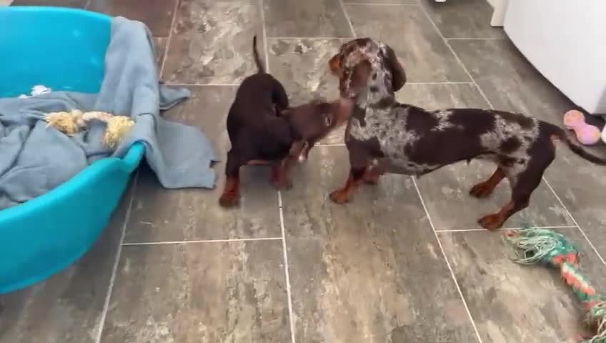 Miniature Dachshund dogs for sale: KC Registered Miniature Dachshund Puppies For Sale - Video 2