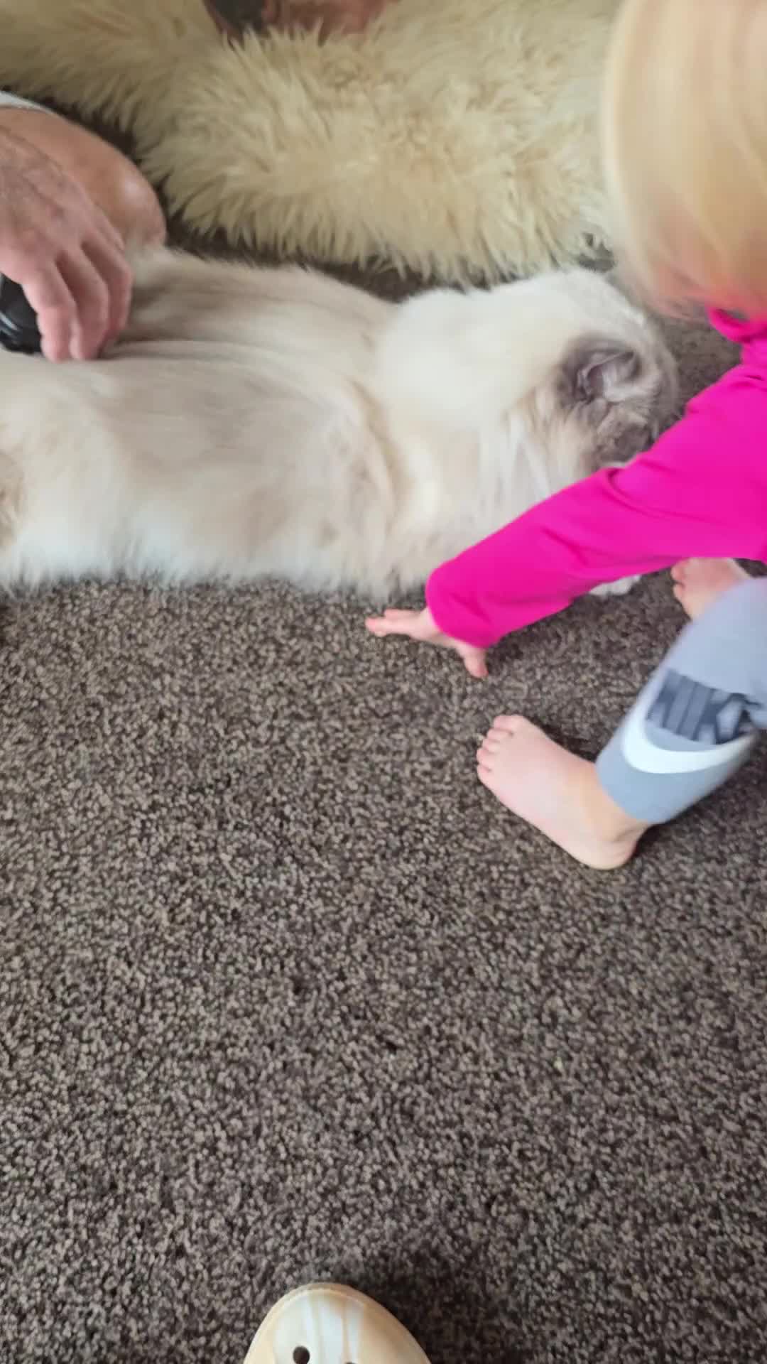 Ragdoll cats for sale: 5 year old ragdoll  - Video 1