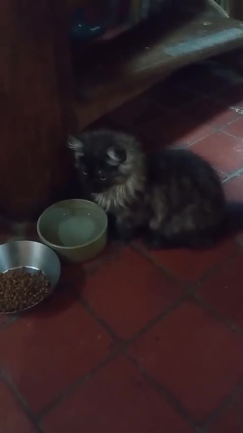 Maine Coon cats for sale: Maine coon Kitten - Video 1