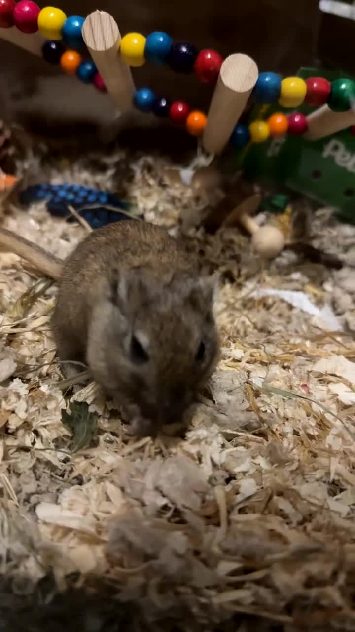 Gerbil rodents for sale: 2 gerbils female and food - Video 1
