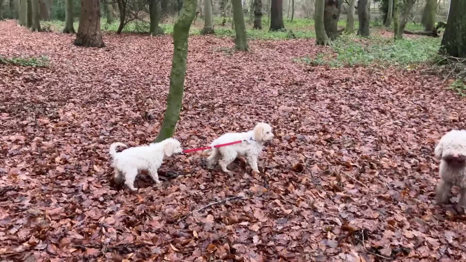Lagotto Romagnolo dogs for sale: Stunning Litter of Pedigree Lagotto Romagnolo Pups - Video 4
