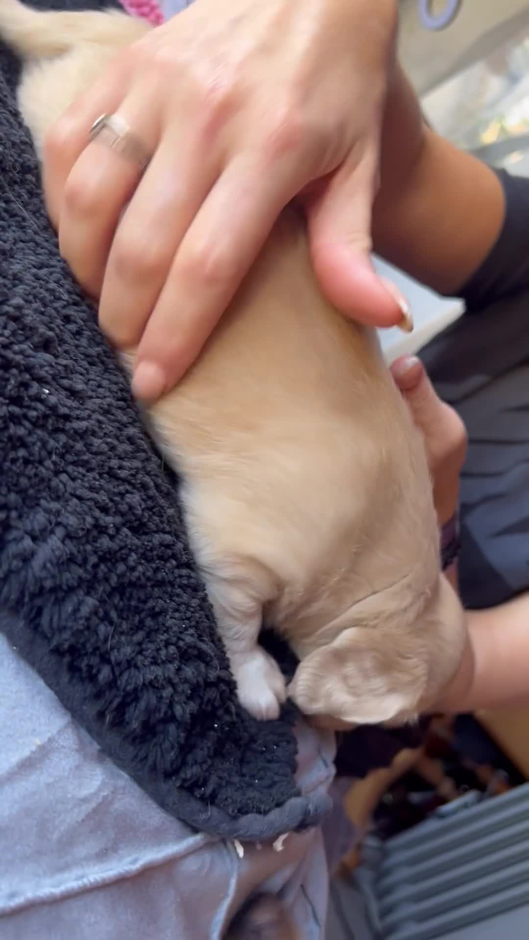 Dachshund dogs for sale:  Cream long haired miniature Dachshund - Video 2