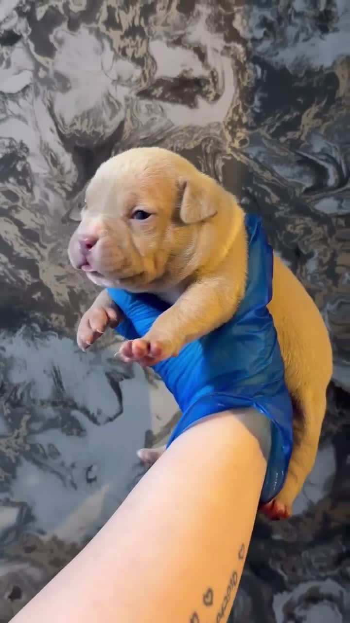 American Bully dogs for sale: Ch G Unit x Pretty Girl  in Coventry - Video 2