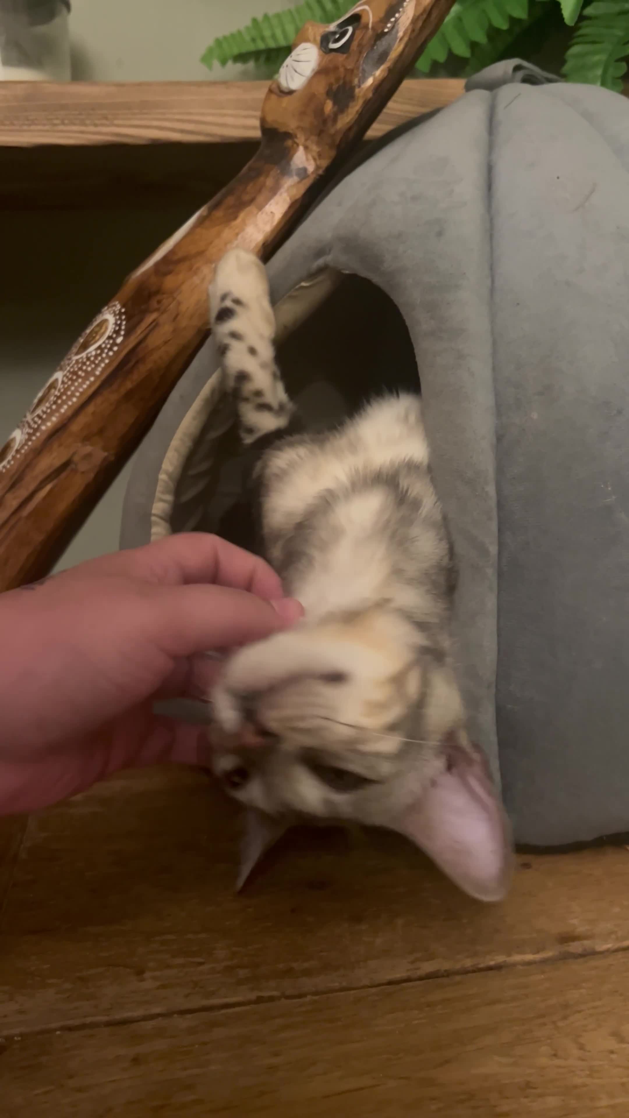 Bengal cats for sale: Beautiful Bengal Kittens Ready for Forever Homes - Video 1