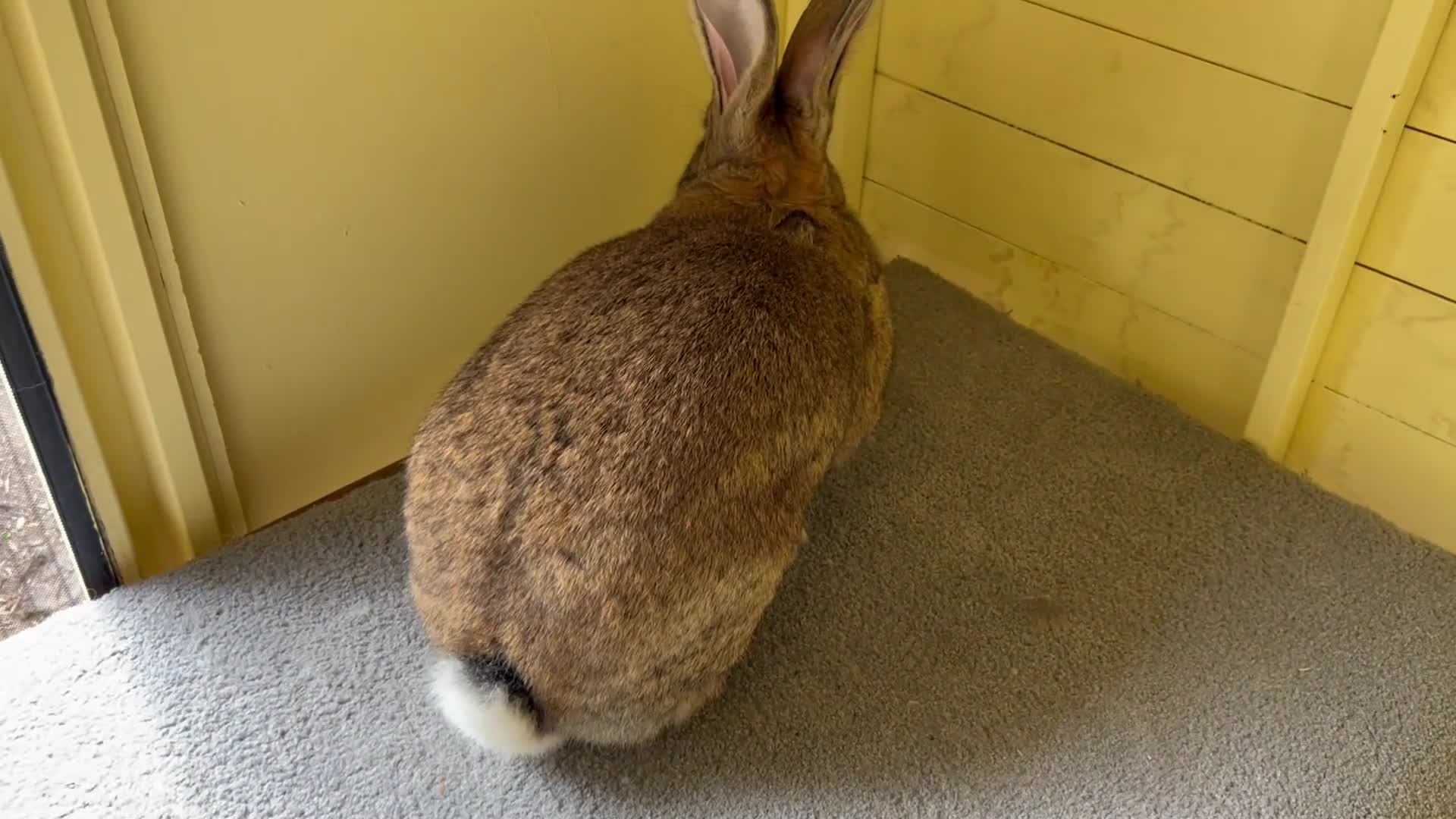 Continental Giant rabbits for sale: Gigant continental  - Video 2