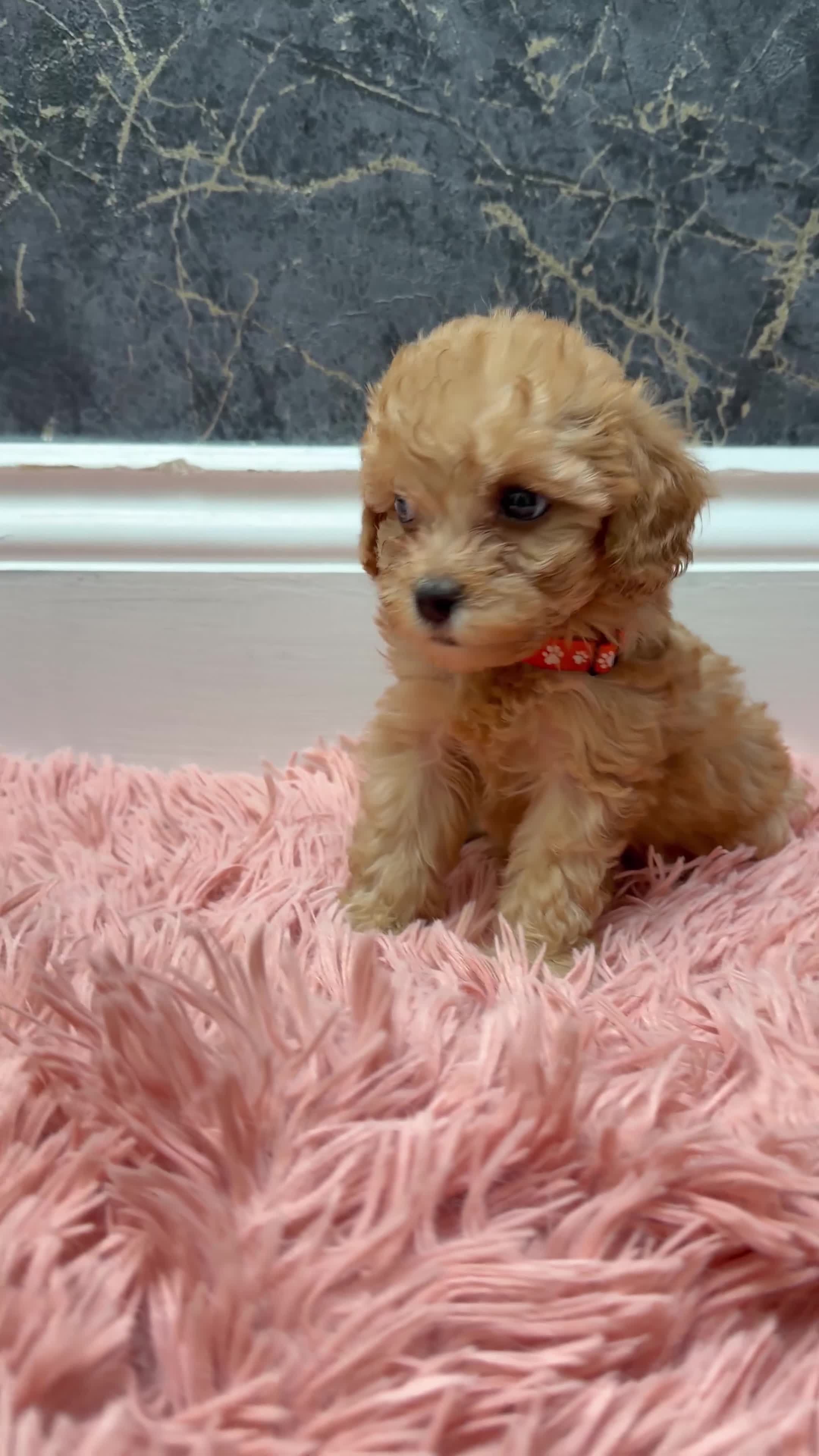 Cavapoo dogs for sale: Stunning Cavapoo Puppies - Video 1