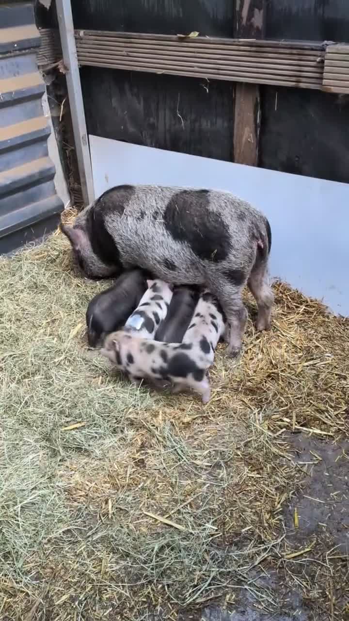 Mixed Breed livestock for sale: Small breed piglets looking for new homes kune in Neath - Video 1