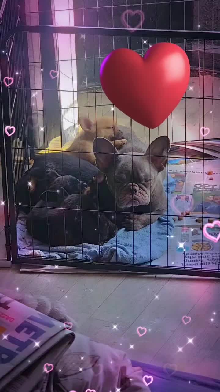 French Bulldog dogs for sale: Beautiful French Bulldogs  - Video 1