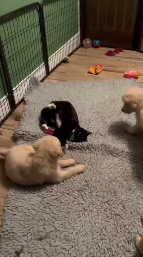 Golden Retriever dogs for sale: Last little girl fully vaccinated  - Video 1