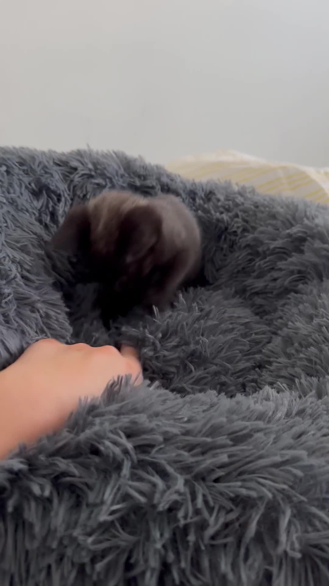 Mixed Breed cats for sale: Grey female kitten 8 weeks old, ready to go today  in Gateshead - Video 1