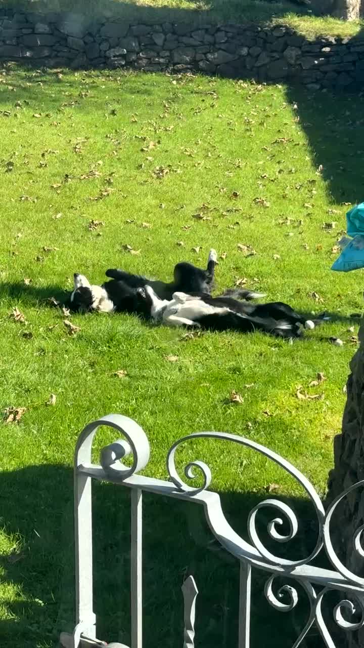 Border Collie dogs for sale: REHOMING MALI - FEMALE BORDER COLLIE - Video 2