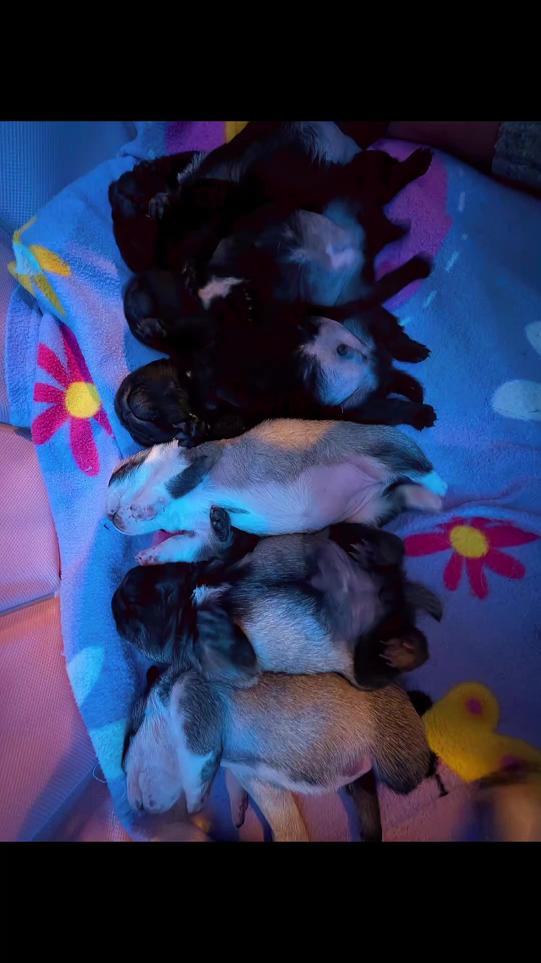 Pug dogs for sale: Pug Puppies - Video 3