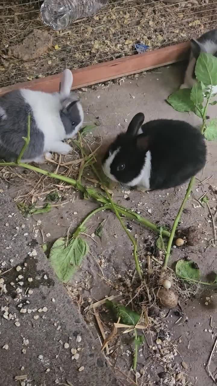 Mixed Breed rabbits for sale: I have 4 weeks and 8 weeks olds rabbits  - Video 1