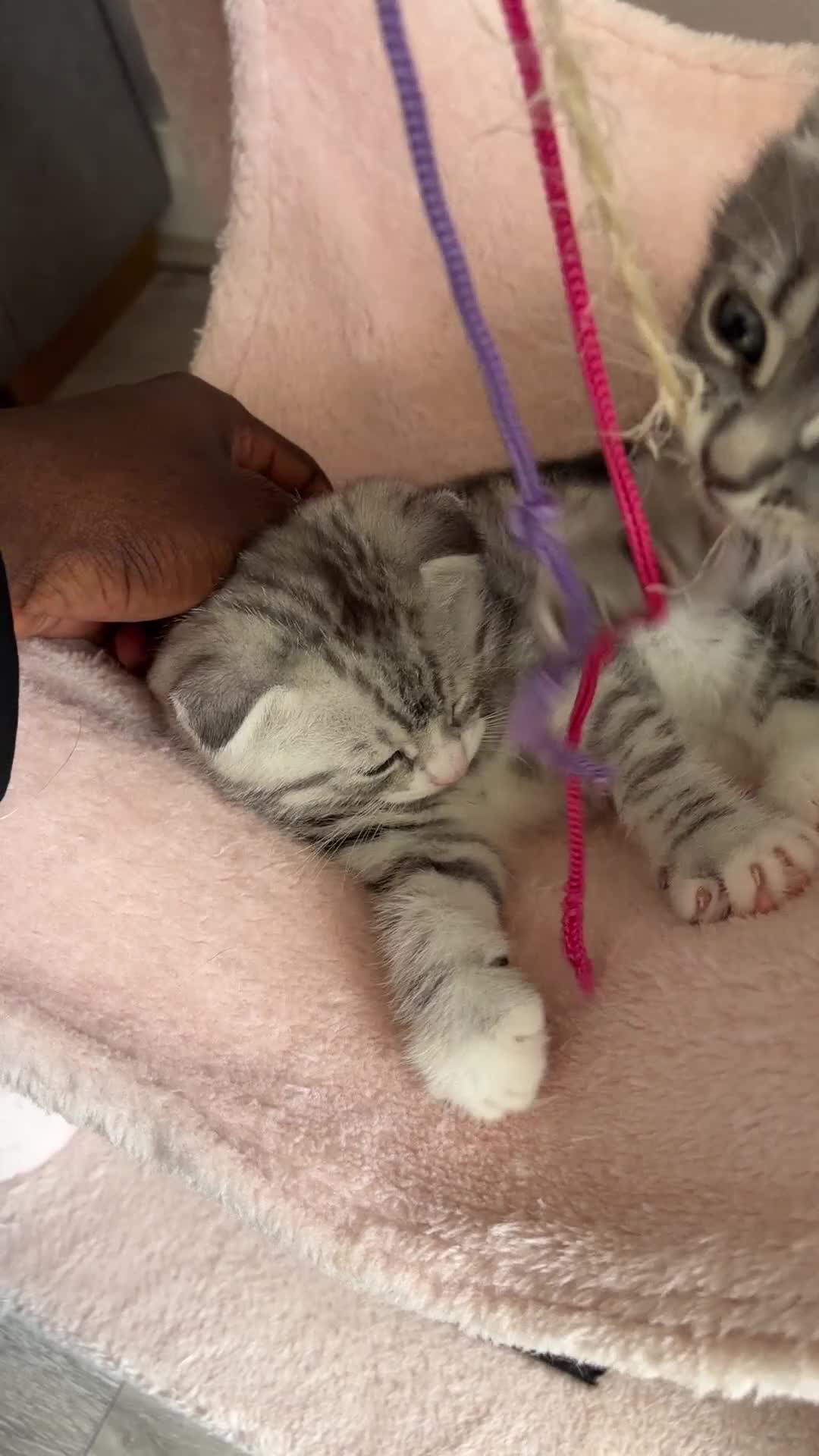 Scottish Fold cats for sale: Kitten looking for new home  - Video 1