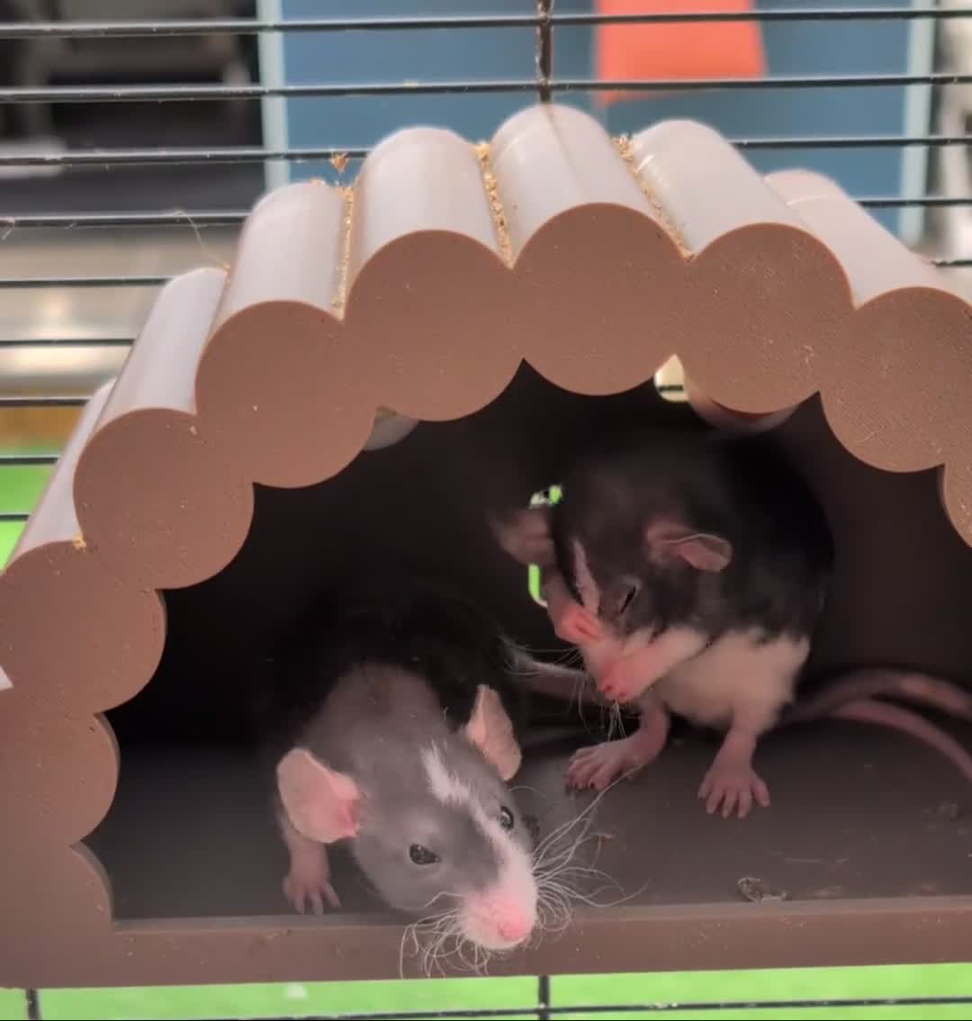 Rat rodents for sale: Dumbo rex cute rats male and female available - Video 2