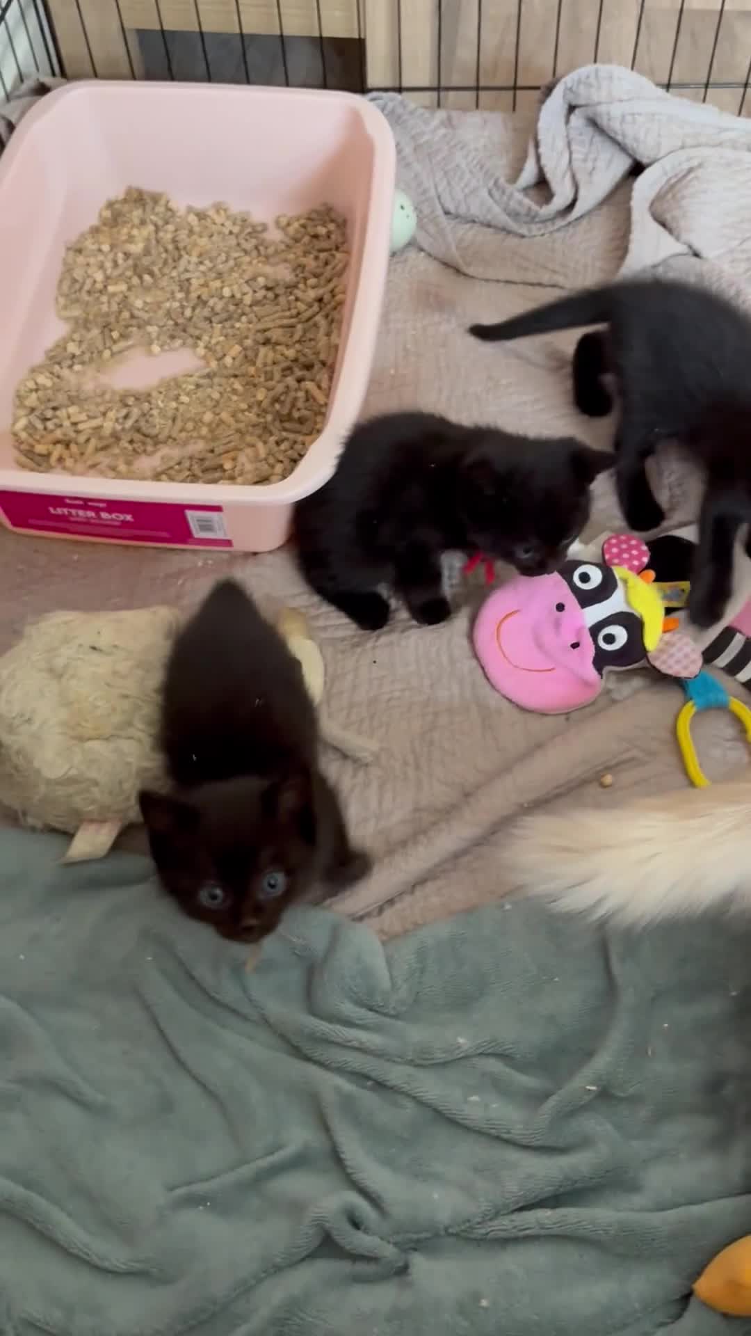 Ragdoll cats for sale: Beautiful rare Ragdoll x Bengal kittens 🐱  - Video 1
