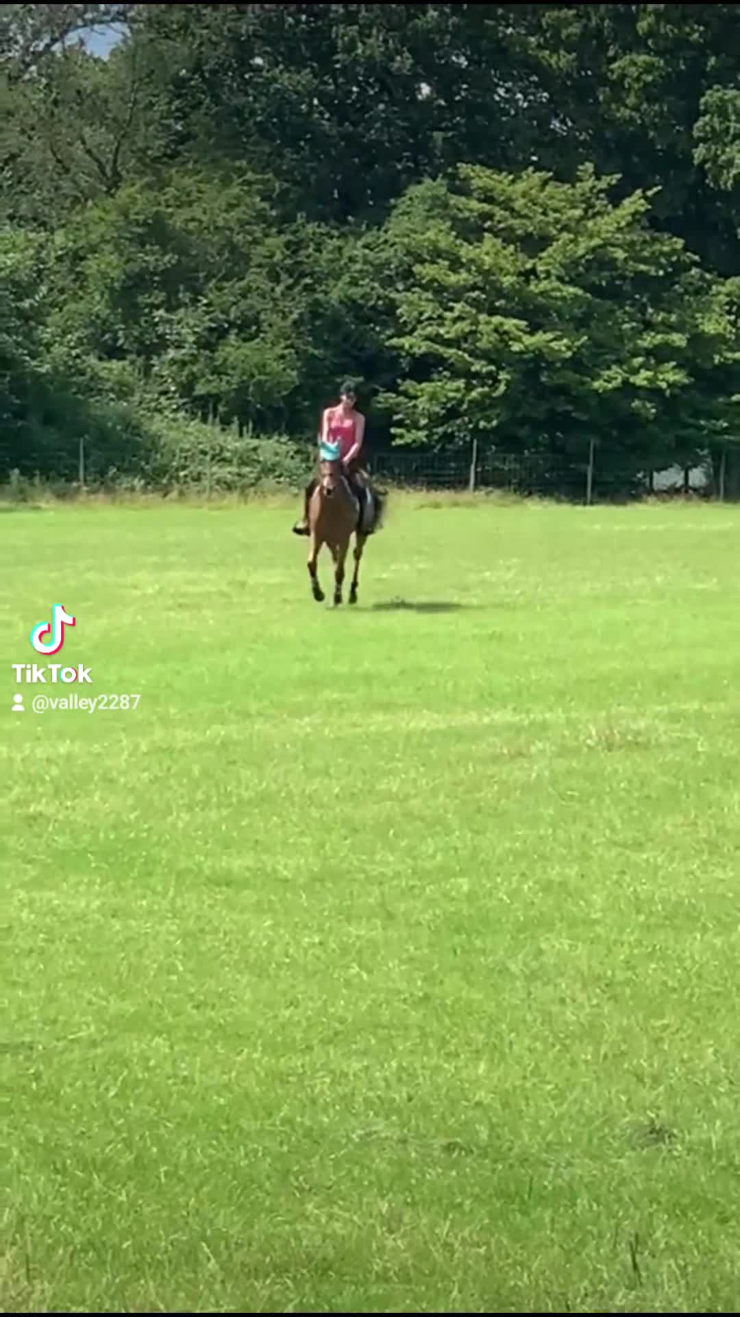 English Thoroughbred horses for sale: Now back in work lovely girl looking for new home - Video 2
