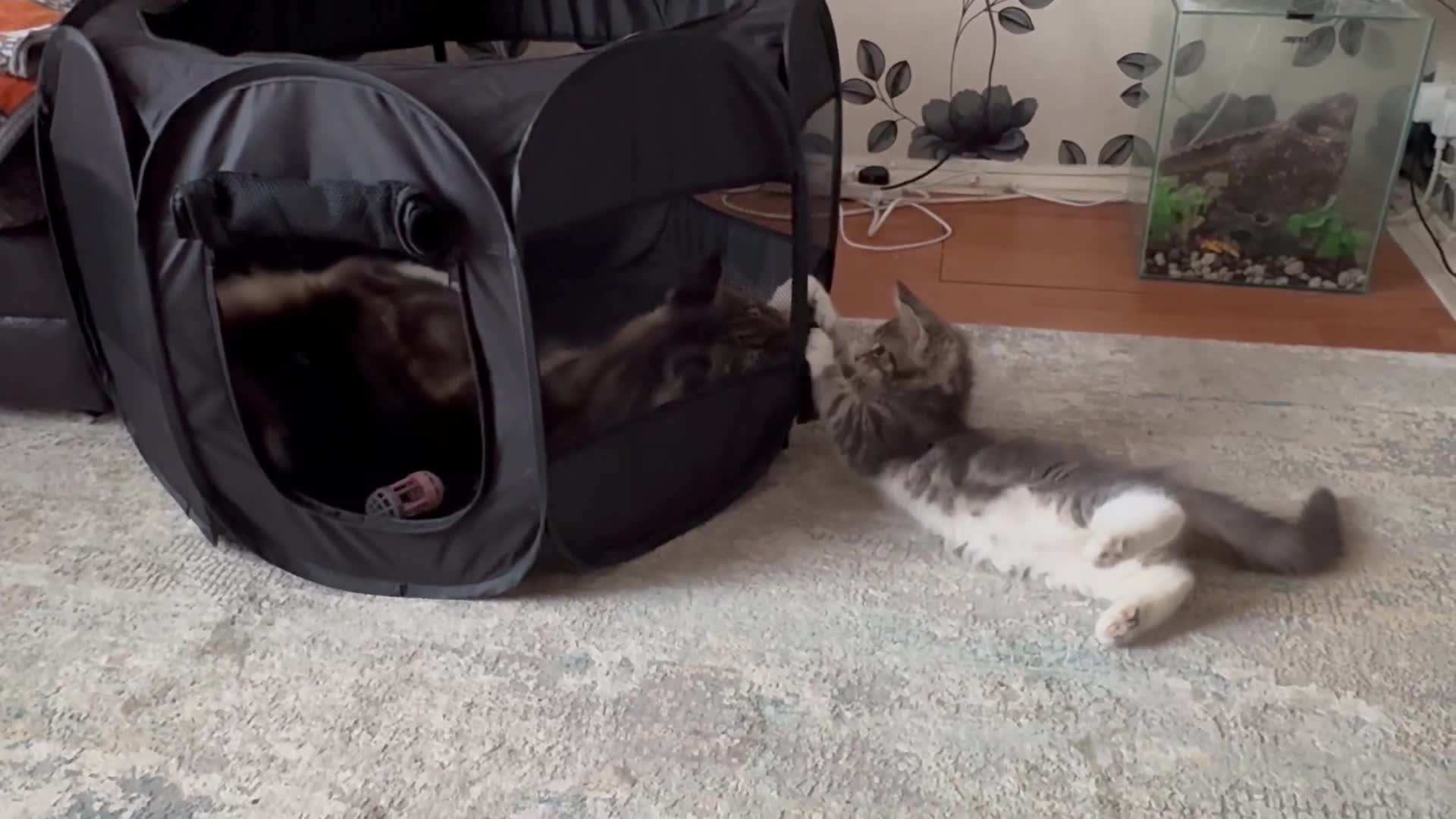 Maine Coon cats for sale: Maine Coon kittens Available!!!! - Video 2