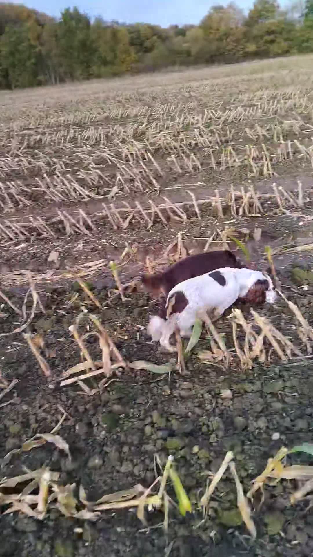 Sprocker dogs for sale: Sprocker  - Video 2