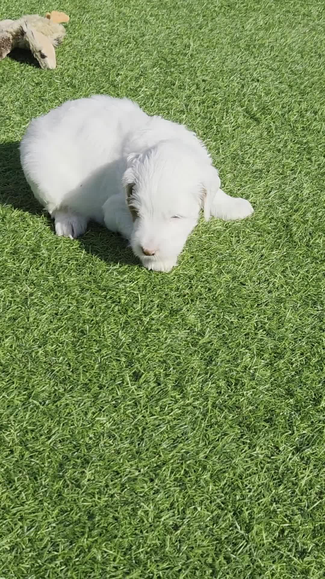 Australian Labradoodle dogs for sale: Australian Labradoodle Puppies  - Video 5