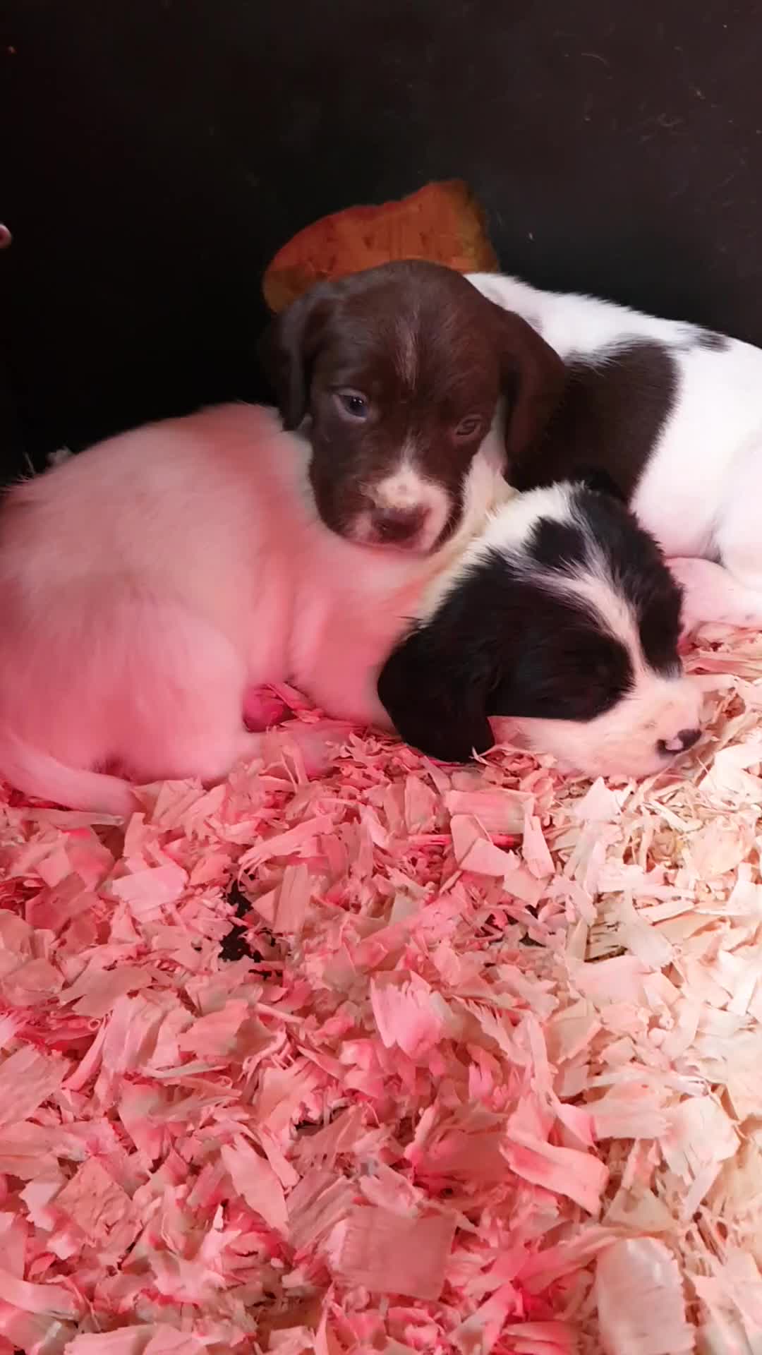 Springador dogs for sale: Springador puppies - Video 1