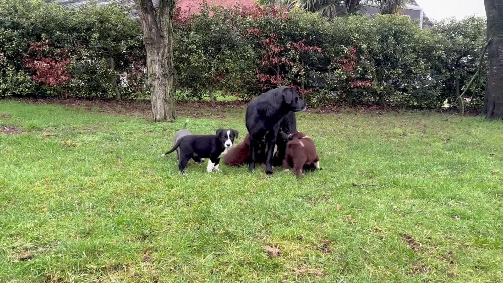 Borador dogs for sale: Beautiful Borador puppies for sale  - Video 2