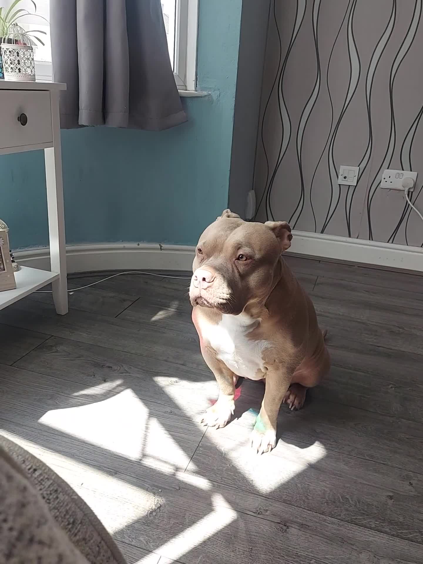 American Bully dogs for sale: Pocket bully puppies - Video 1