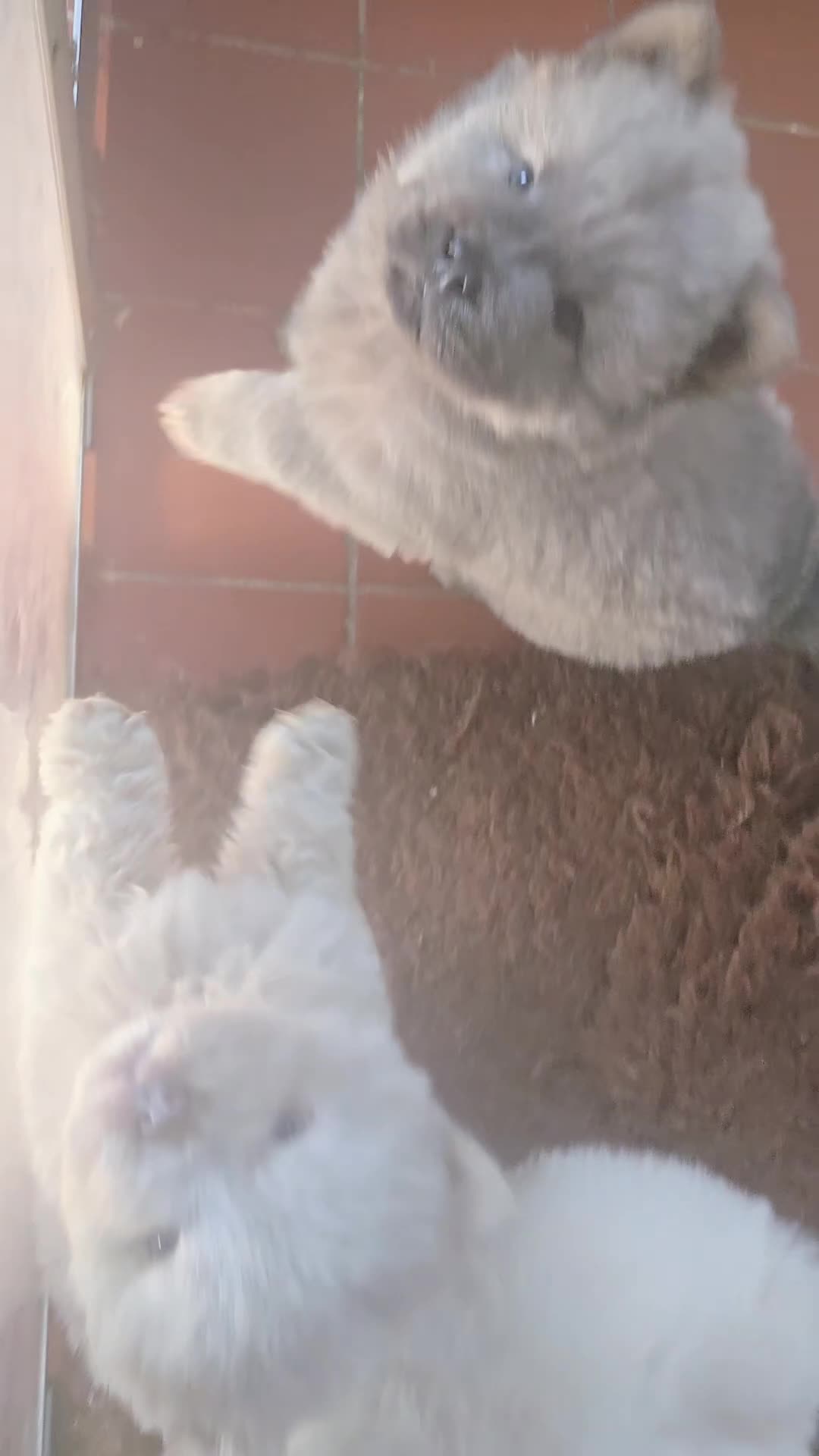 Chow Chow dogs for sale: Chow chow in Doncaster - Video 1