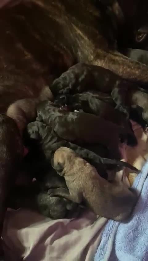 Cane Corso dogs for sale: Cane corso puppies  - Video 1