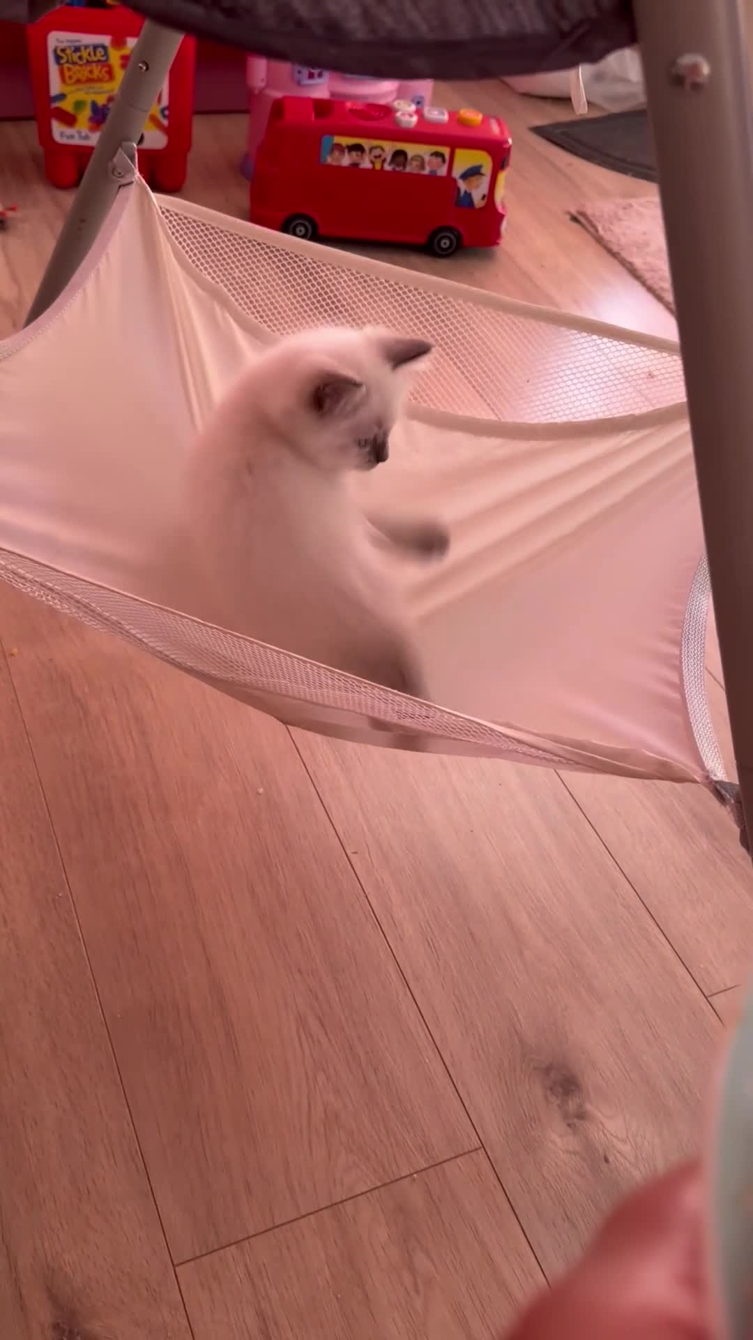 Ragdoll cats for sale: 5 stunning ragdoll kittens! ❤️ - Video 1