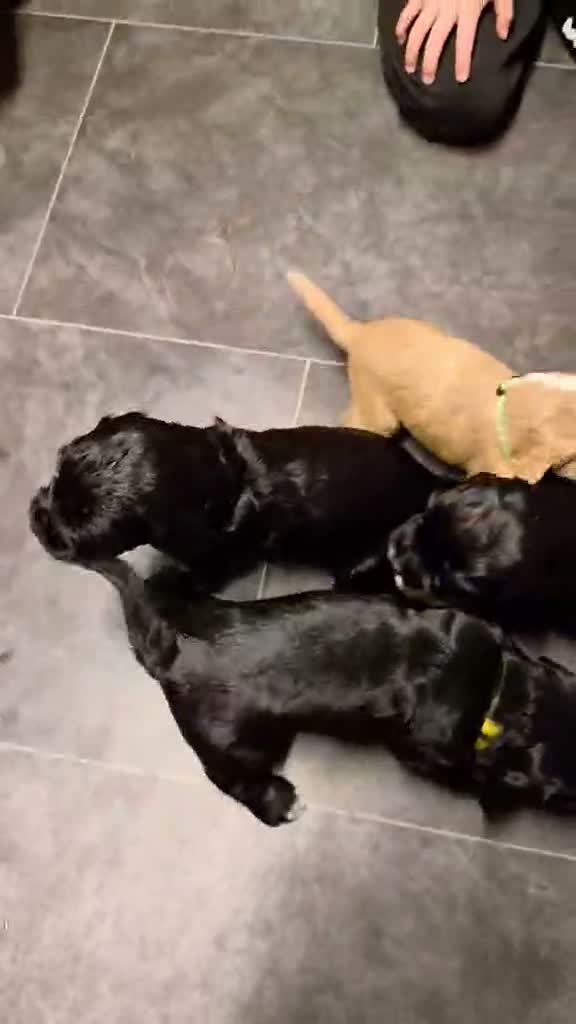Cocker Spaniel dogs for sale: Beautiful litter of 4 male cocker spaniels  - Video 1
