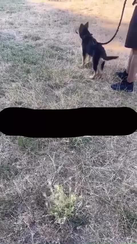 German Shepherd dogs for sale: German Sheperd female pup - Video 1