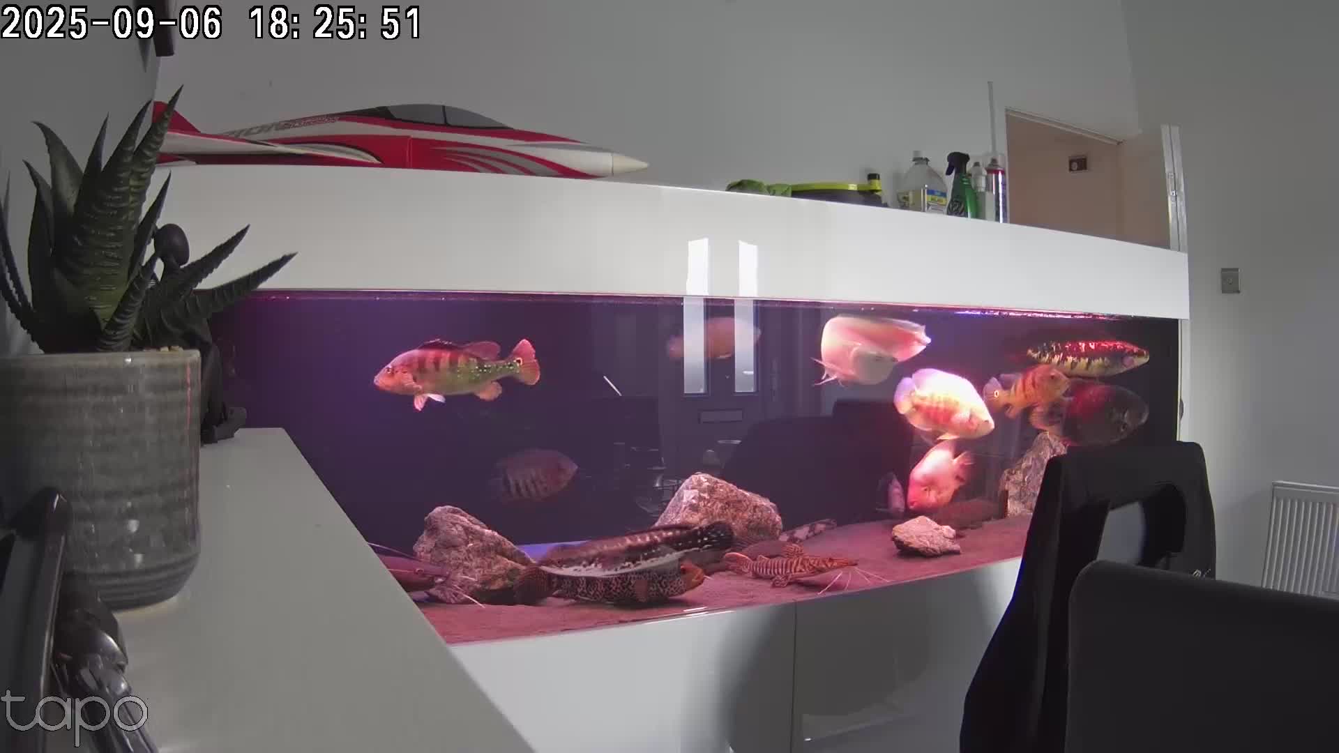 Other/Mixed Breed fish for sale: Large Predatory fish  - Video 1