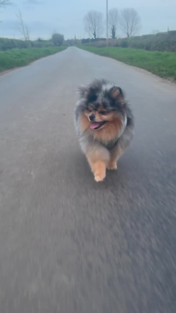 Pomeranian dogs for stud: Stunning Blue Merle Pomeranian Stud Available in Derby - Video 1