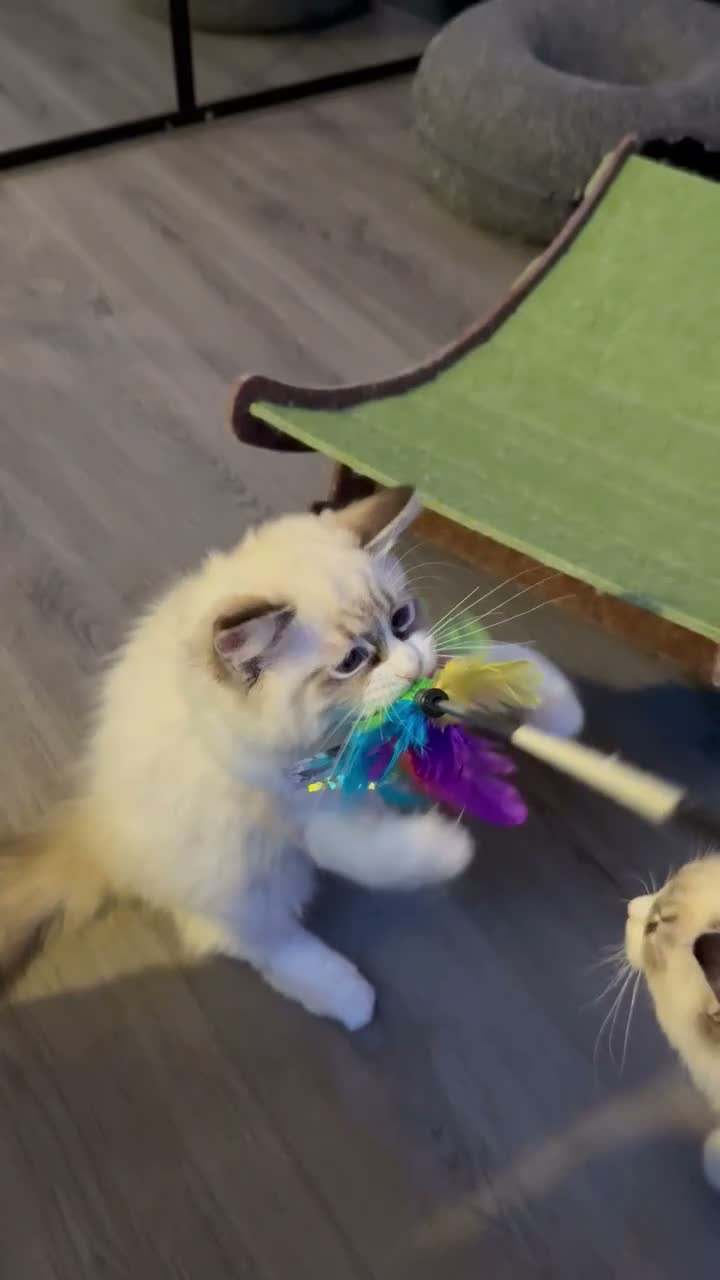 Ragdoll cats for sale: 100 % PURE RAGDOLL KITTENS FIFE REGISTRATION in West Drayton - Video 1