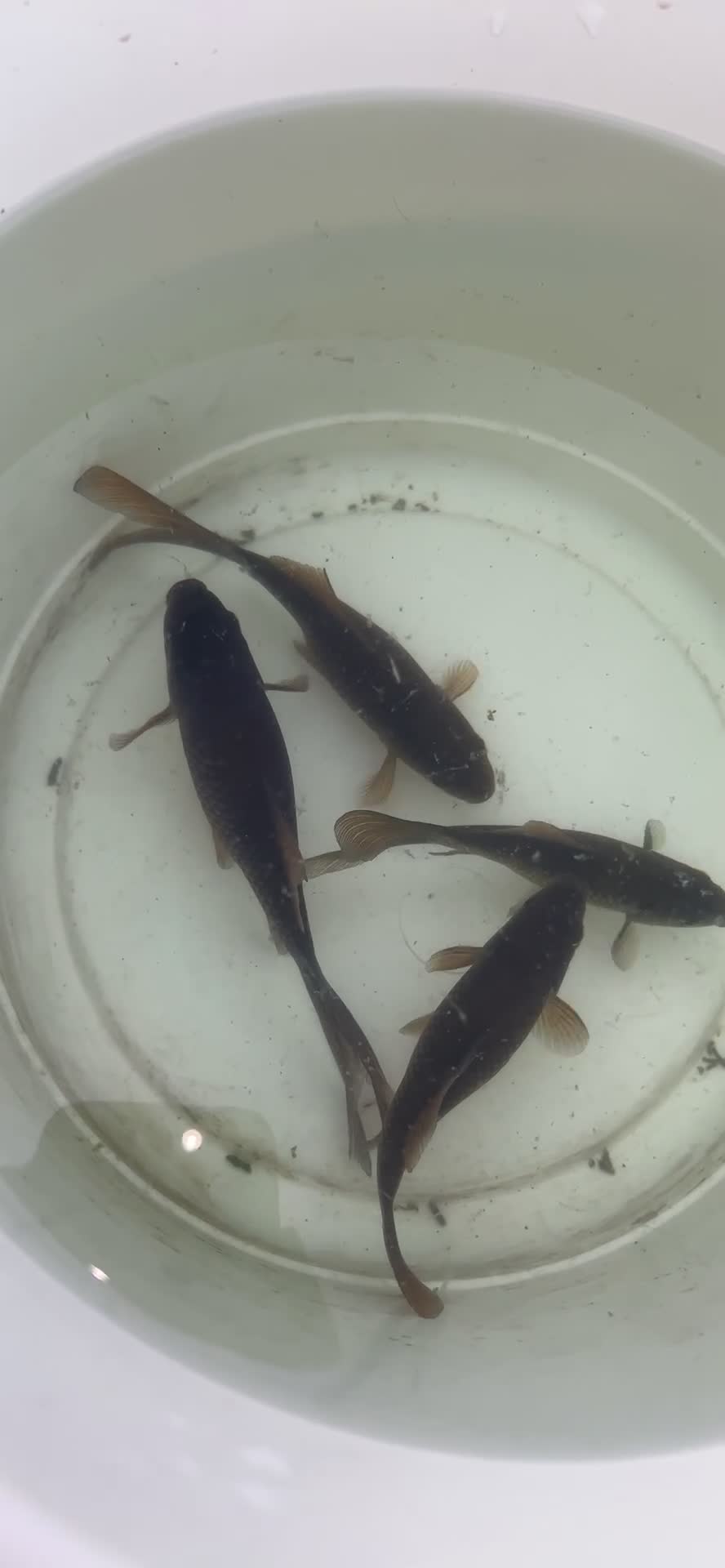 Other/Mixed Breed fish for sale: 7 outside fish  - Video 1
