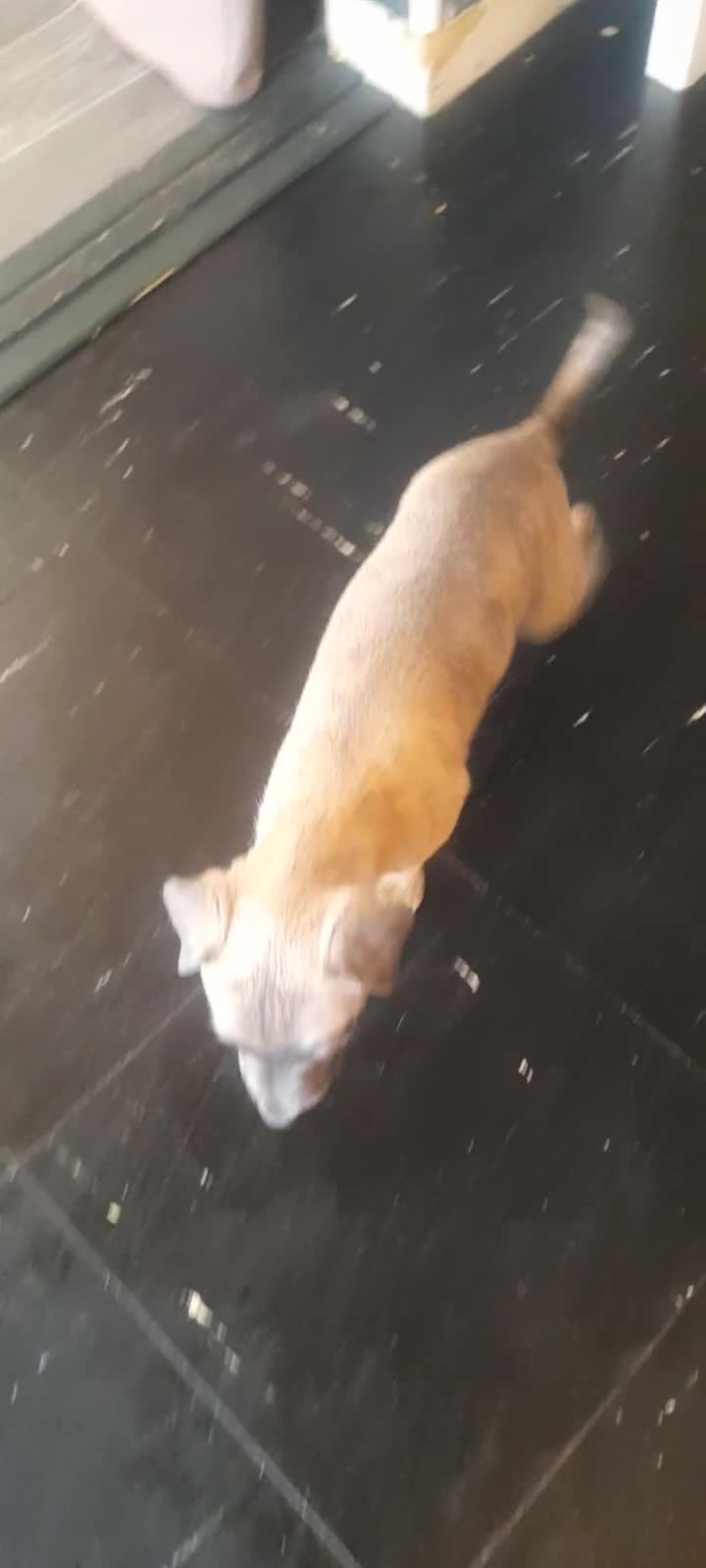 Whippet dogs for sale: Whippet  - Video 3