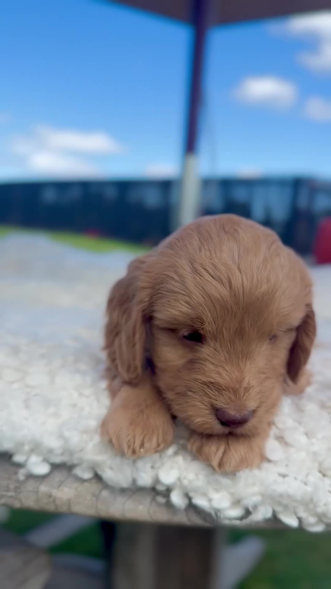 Cockapoo dogs for sale: F1 Toy Cockapoo puppies - Video 1