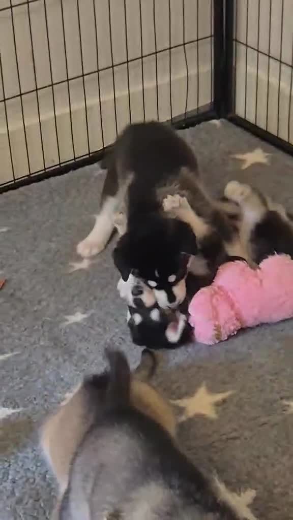 Northern Inuit dogs for sale: Last boy available from health tested parents - Video 2