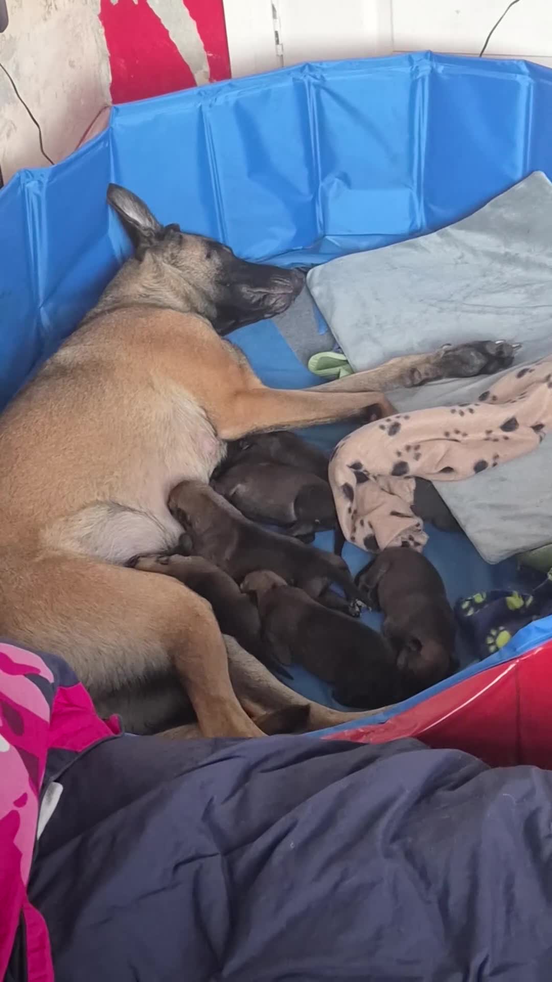 Belgian Shepherd Dog dogs for sale: Beautiful Belgian Malinois  in Sunderland - Video 1