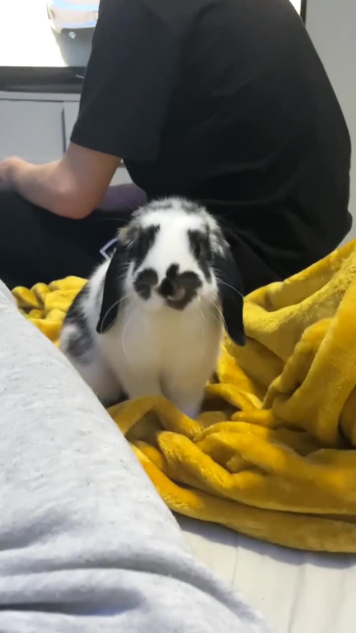 Mini Lop rabbits for sale: mini lop female  - Video 2