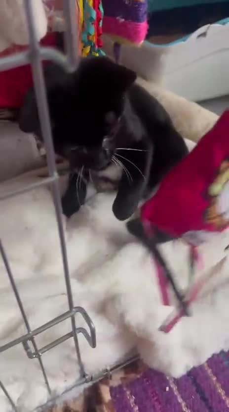 Mixed Breed cats for adoption: 3 month rescue kitten ready for adoption - Video 1