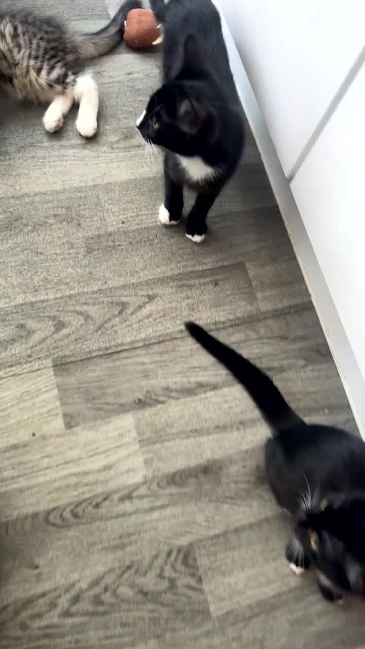 Mixed Breed cats for sale: Tabby/Tuxedo Kittens up for adoption - Video 1
