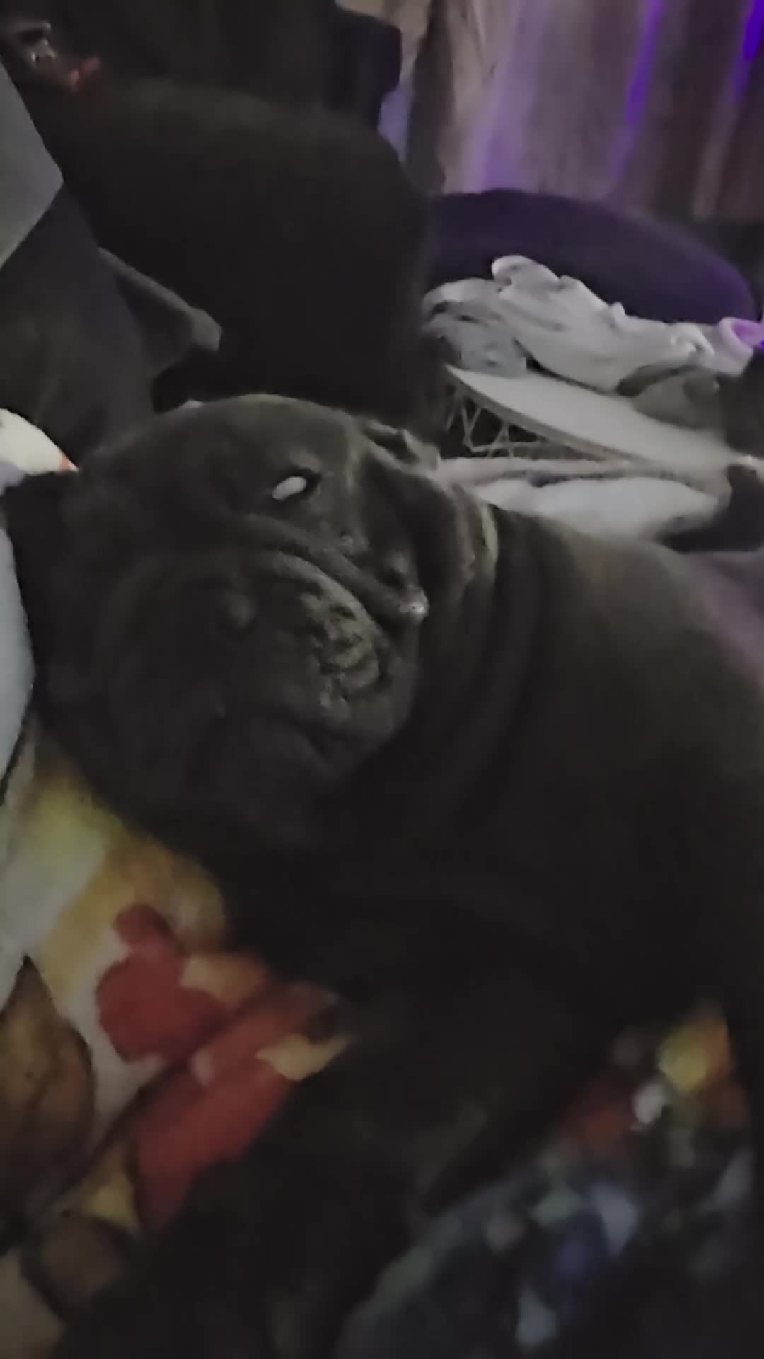 Mixed Breed dogs for sale: English bulldog x pug - Video 1